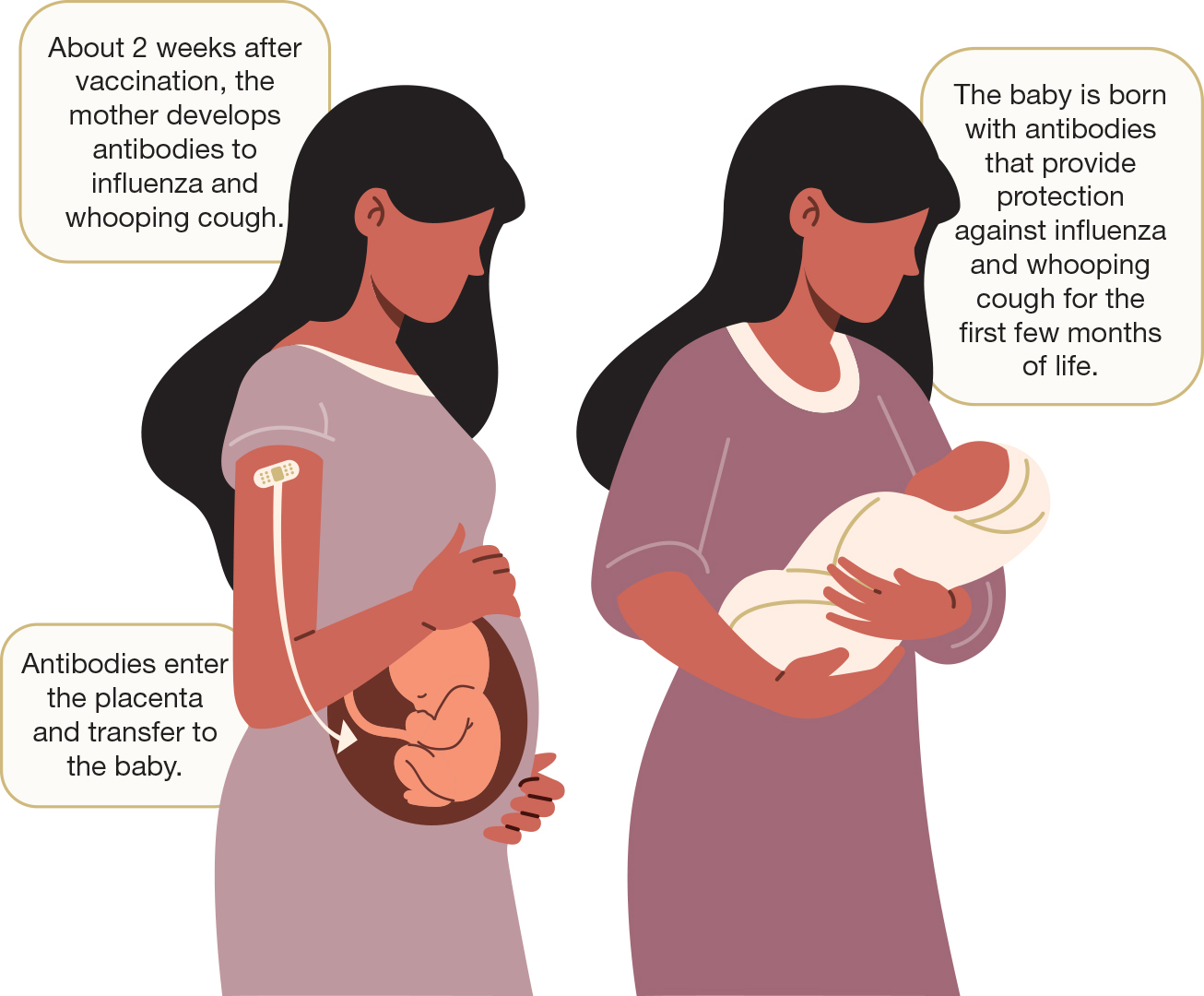 Image showing how vaccines in pregnancy work. At about 2 weeks after vaccination, the mother develops antibodies to influenza and whooping cough. Antibodies enter the placenta and transfer to the baby.The baby is born with antibodies that provide protection against influenza and whooping cough for the first few months of life.